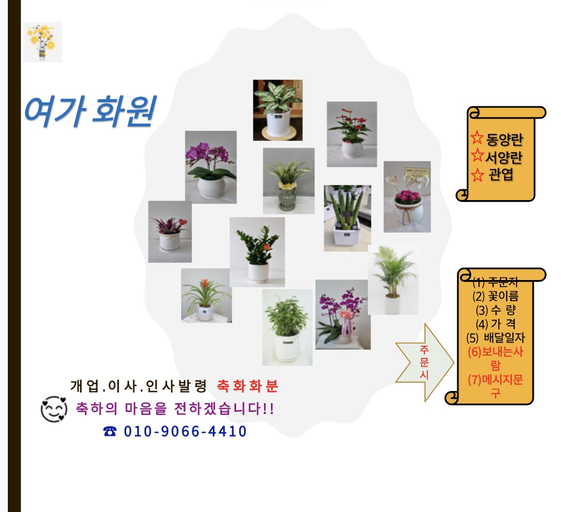 개업(축하)화분/커피나무